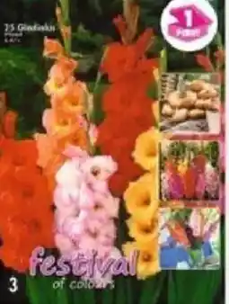 Maximo 25 glaïeuls en mélange offre