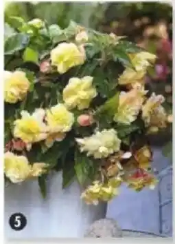 Maximo 3 begonias odorata sunny dream offre