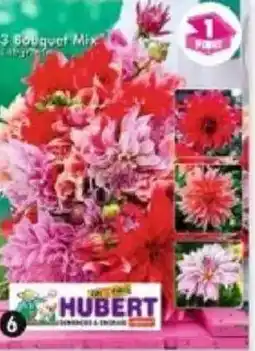 Maximo 3 dahlias pour bouquet labyrinth offre