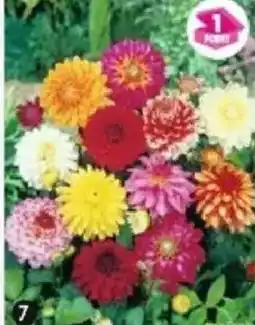 Maximo Mélange de 5 dahlias décoratifs nains offre