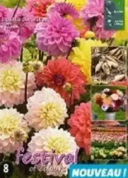 Maximo Mélange de 5 dahlias décoratif hauts offre