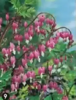 Maximo Coeur de marie offre