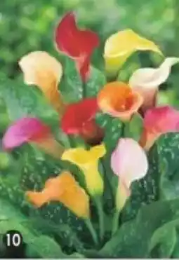 Maximo 3 Arums en mélange offre