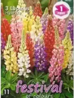 Maximo 3 lupins hybrides en mélange offre