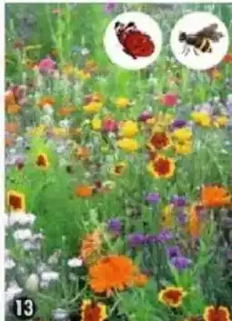 Maximo Mélange de fleurs abeilles offre