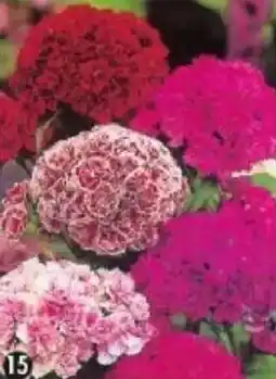 Maximo Oeillet de poète double mélange offre