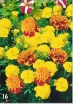 Maximo Oeillet d'Inde double varié offre