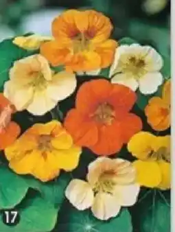 Maximo Capucine variée tom pouce offre