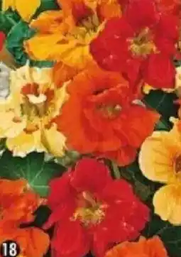 Maximo Capucine naine double variée offre