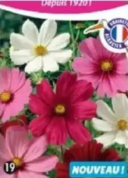 Maximo Cosmos sensation en mélange offre