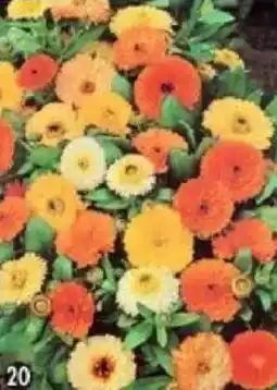 Maximo Souci double varié offre