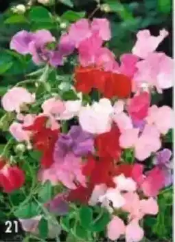 Maximo Pois de senteur spencer variés offre