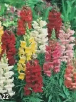 Maximo Muflier grand varié offre