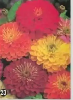 Maximo Zinnia double géant robusta offre