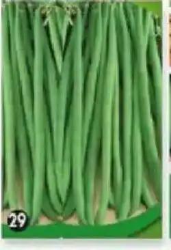 Maximo Haricot vert nain Braimar offre