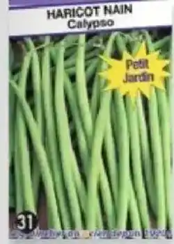 Maximo Haricot vert nain calypso offre