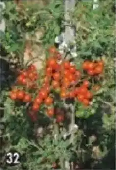 Maximo Tomate cerise offre