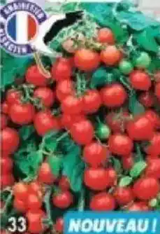 Maximo Tomate cerise spécial pot et balcon offre
