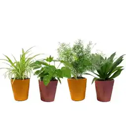 Carrefour Plantes vertes pot 12 cm offre