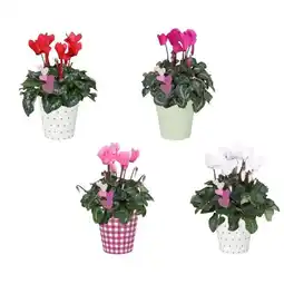 Carrefour Cyclamen pot 12 cm offre