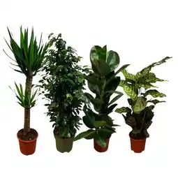Carrefour Plantes vertes pot 24 cm offre