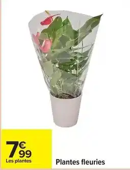 Carrefour Drive Plantes fleuries offre