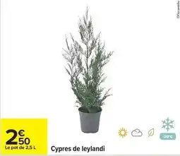 Carrefour Drive Cypres de leylandi offre