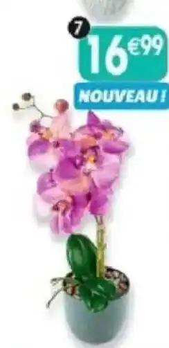 Maximo Orchidées en pot offre
