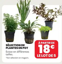 Animalis Sélection de plantes en pot offre