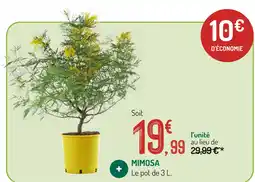 Botanic Mimosa offre