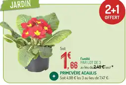 Botanic Primevère acaulis offre