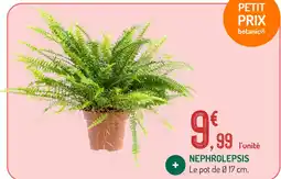 Botanic Nephrolepsis offre