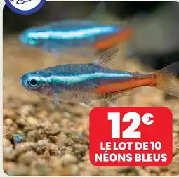 Animalis Lot de 10 néons bleus offre