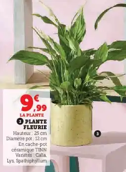 Super U Plante fleurie offre