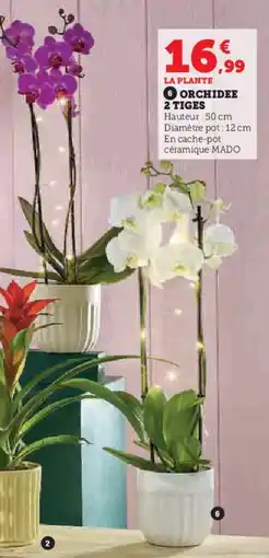 Super U Orchidee 2 tiges offre