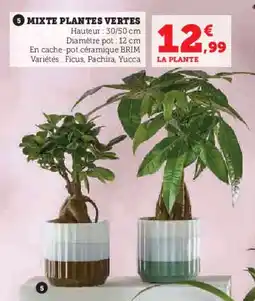 Super U 5 mixte plantes vertes offre