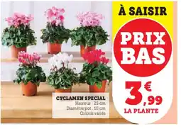 Super U Cyclamen special offre