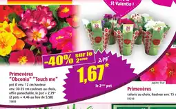 Norma Primevères Obconia Touch me offre