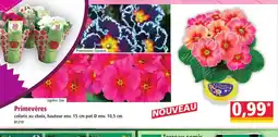 Norma Primevères offre
