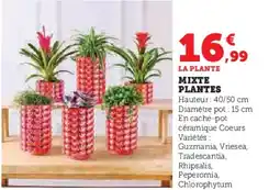 Hyper U Mixte plantes offre