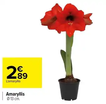 Carrefour Amaryllis offre