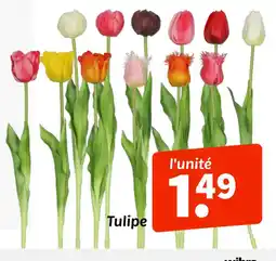 Wibra Tulipe offre