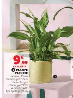Hyper U Plante fleurie offre