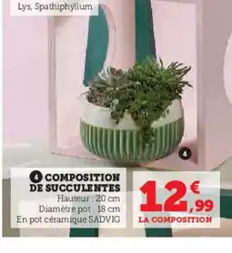 Hyper U Composition de succulentes offre