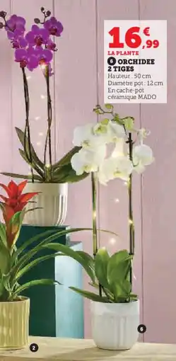Hyper U Orchidee 2 tiges offre