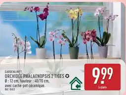 ALDI ORCHIDÉE PHALAENOPSIS 2 TIGES offre