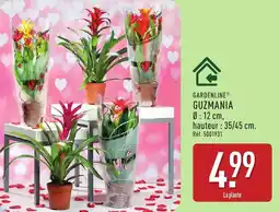 ALDI Gardenline guzmania offre