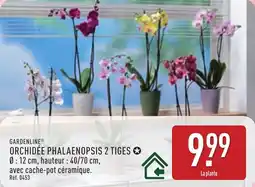 ALDI Gardenline orchidée phalaenopsis 2 tiges offre