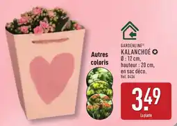 ALDI Gardenline kalanchoé offre