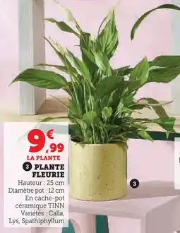 Super U Plante fleurie calla offre